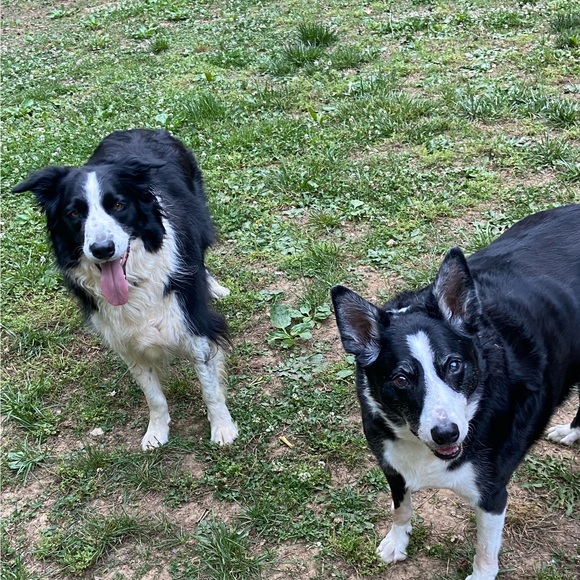 boopaws